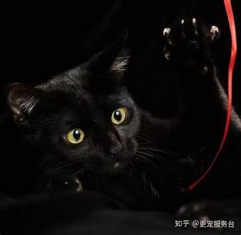 黑猫辟邪|什么是玄猫，什么样的人适合养玄猫，有什么禁忌吗？。